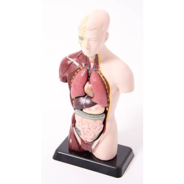 Quarter-Scale Anatomical Torso